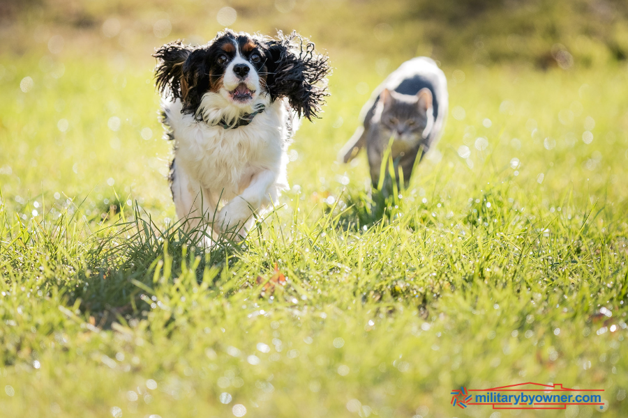 Landlords, Should You Allow Pets in Your Rental Property?